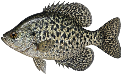 Calico Bass (Crappie)