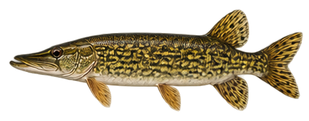 Chain Pickerel