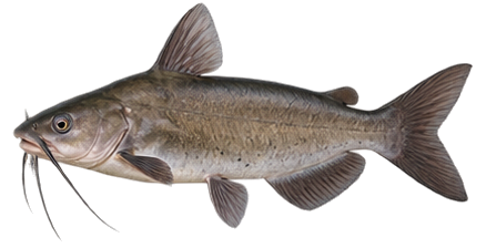 Channel Catfish