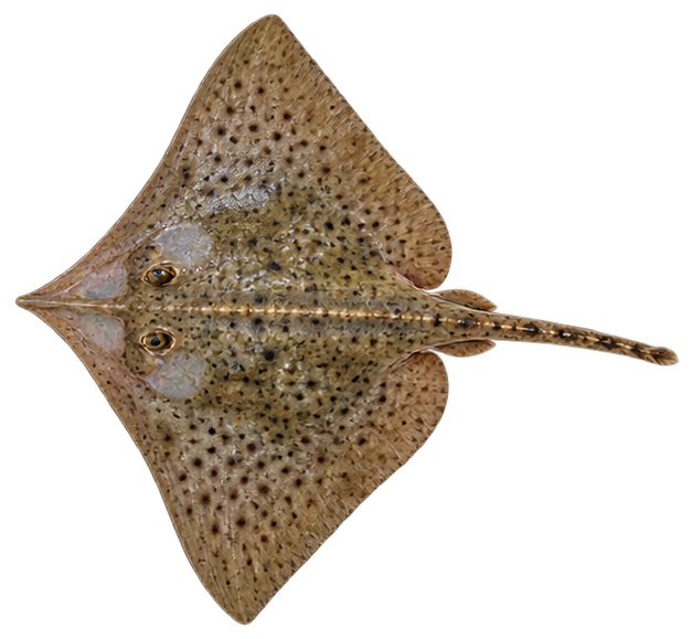 Clearnose Skate