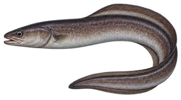 Conger Eel