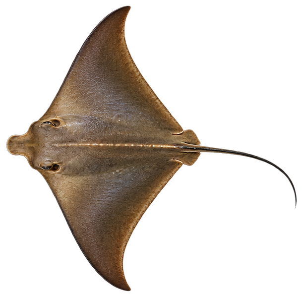 Cownose Ray