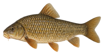 Creek Chubsucker