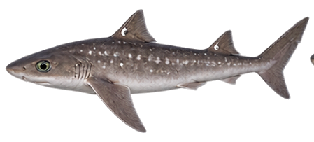Dogfish