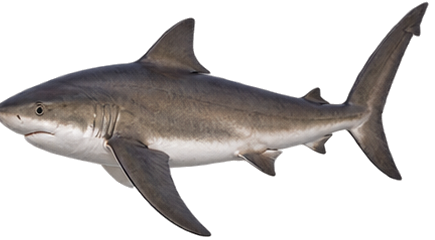 Dusky Shark