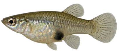 Eastern Mosquitofish
