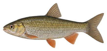 Fallfish
