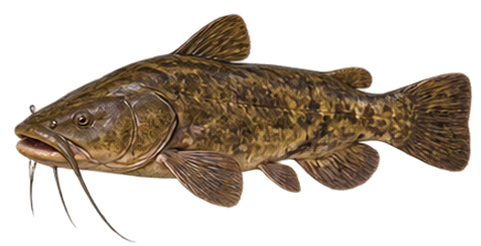 Flathead Catfish