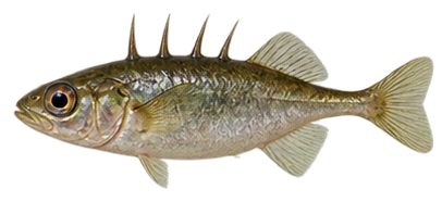 Fourspine Stickleback