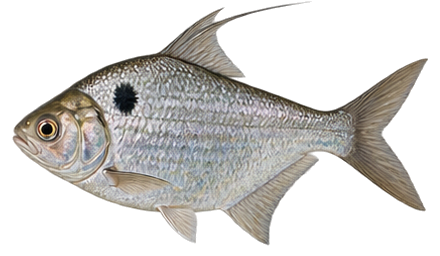 Gizzard Shad