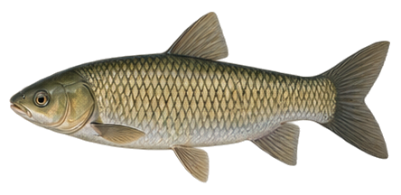 Grass Carp