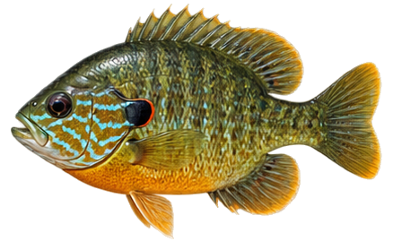 Green Sunfish