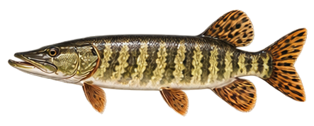 Hybrid Pike (Tiger Pike)