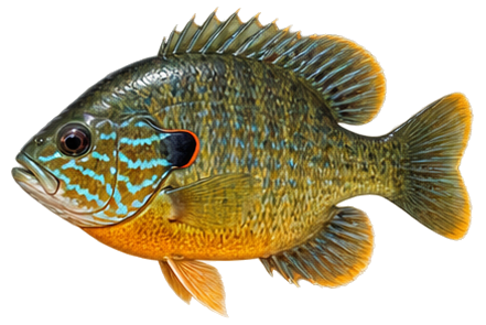 Hybrid Sunfish