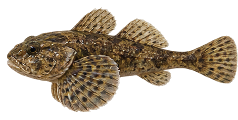 Knobfin Sculpin
