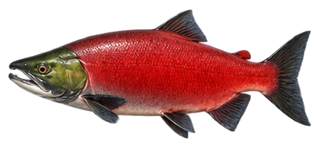 Kokanee Salmon