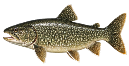 Lake Trout