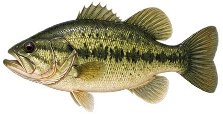 Largemouth Bass