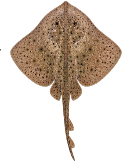 Little Skate