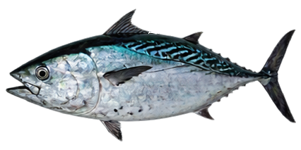 Little Tunny (False Albacore)