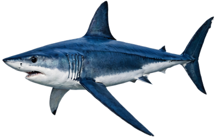 Longfin Mako