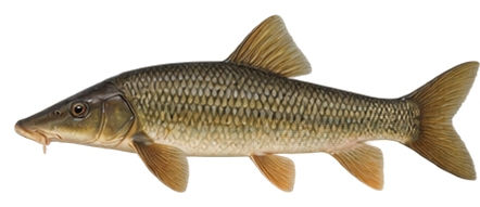 Longnose Sucker