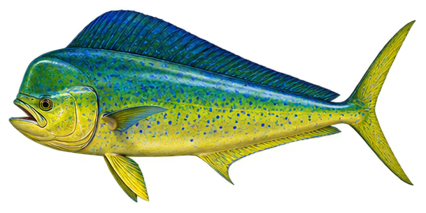 Mahi-Mahi