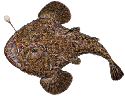 Monkfish