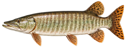 Muskellunge