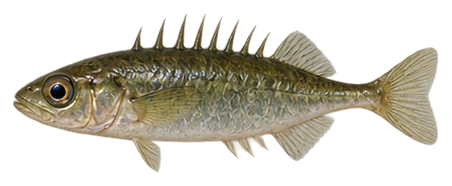 Ninespine Stickleback
