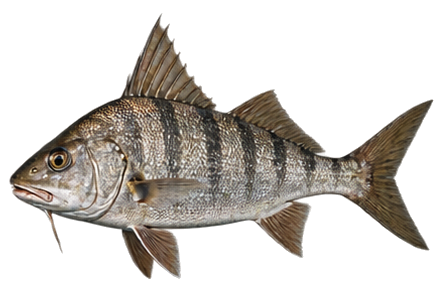 Northern Kingfish