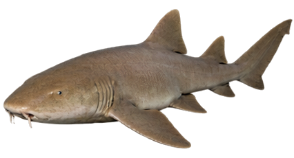 Nurse Shark