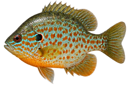 Orangespotted Sunfish