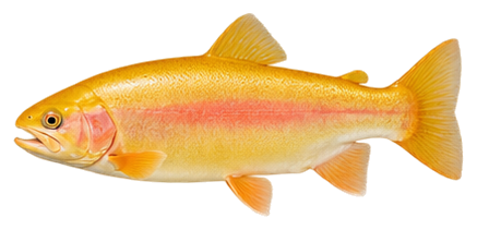Palomino Trout