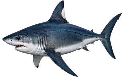 Porbeagle Shark