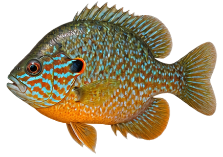 Pumpkinseed