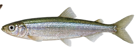 Rainbow Smelt