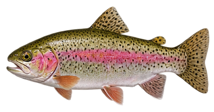 Rainbow Trout