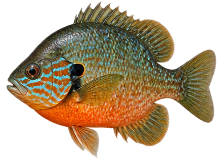 Redbreast Sunfish