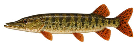 Redfin Pickerel