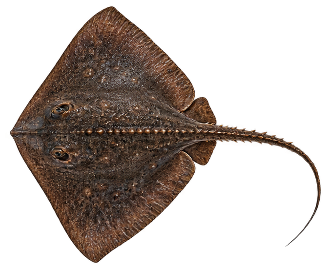 Roughtail Stingray