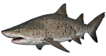 Sand Tiger Shark