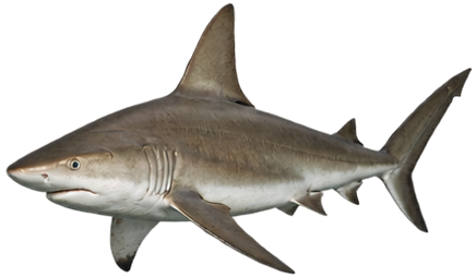 Sandbar Shark