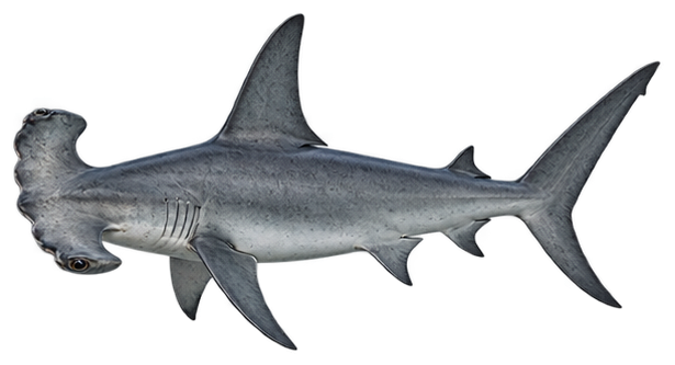 Scalloped Hammerhead Shark