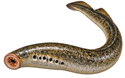 Sea Lamprey