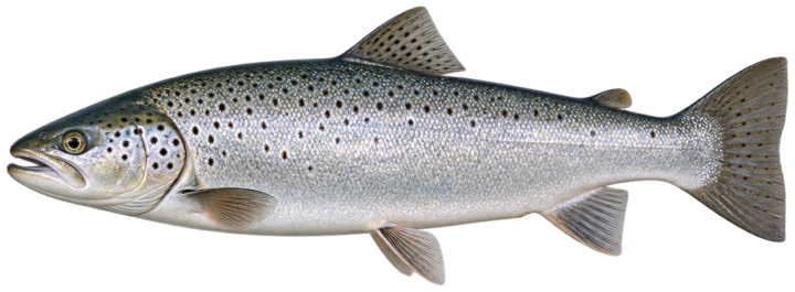 Sea-Run Brown Trout