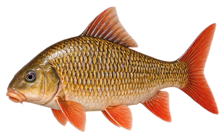 Shorthead Redhorse