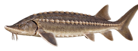 Shortnose Sturgeon