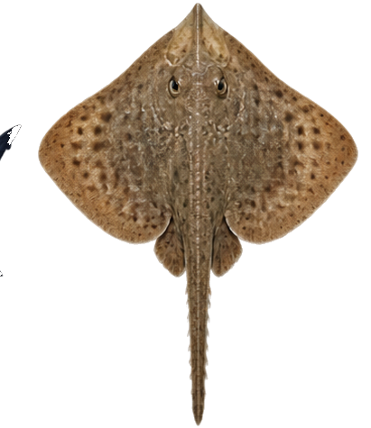 Skates