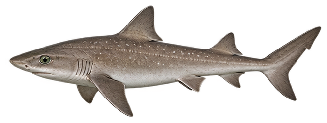 Smooth Dogfish
